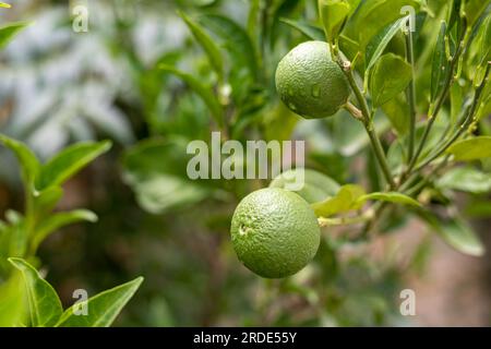 Kleinobst, das auf einem Zitrusobstbaum im Obstgarten wächst Stockfoto