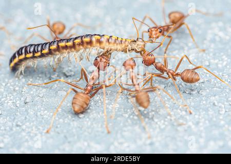 Das rote Ameisen-Team bewegt die Beute, rote Ameisen ist Teamarbeit, selektiver Fokus. Stockfoto