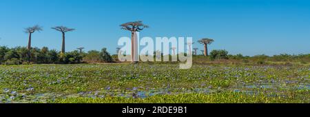 Wunderschöne Allee der Baobabs. Die legendäre Avenue of Baobab Trees in Morondava. Legendärer Riese aus Madagaskar. Panorama Stockfoto