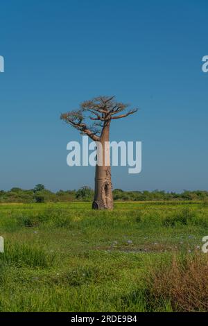 Wunderschöne Allee der Baobabs. Die legendäre Avenue of Baobab Trees in Morondava. Legendärer Riese aus Madagaskar. Einzigartiger Wald Stockfoto