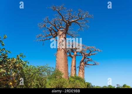 Wunderschöne Allee der Baobabs. Die legendäre Avenue of Baobab Trees in Morondava. Legendärer Riese aus Madagaskar. Einzigartiger Wald Stockfoto