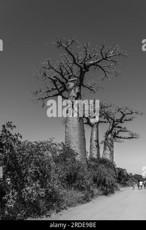 Wunderschöne Allee der Baobabs. Die legendäre Avenue of Baobab Trees in Morondava. Legendärer Riese aus Madagaskar. Einzigartiger Wald, schwarz-weiß Stockfoto