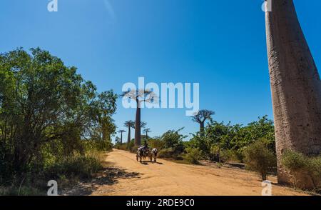 Morondava, Madagaskar - Mai 29,2023: Avenue mit der Baobab Trees allee und einem Ochsenkarren vom Zebu bei Morondava in Madagaskar Stockfoto