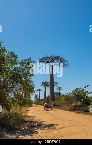 Morondava, Madagaskar - Mai 29,2023: Avenue mit der Baobab Trees allee und einem Ochsenkarren vom Zebu bei Morondava in Madagaskar, vertikal Stockfoto