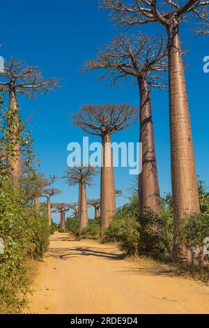 Sandy Orange Road in der wunderschönen Alley of Baobabs. Die legendäre Avenue of Baobab Trees in Morondava. Vertikal Stockfoto