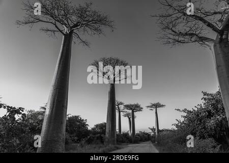 Schwarzweißes Bild der Allee mit den Baobab-Bäumen bei Morondava in Madagaskar Stockfoto