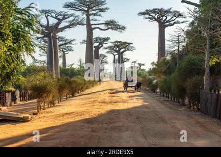 Morondava, Madagaskar - Mai 29,2023: Avenue mit der Baobab Trees allee und einem Ochsenkarren vom Zebu bei Morondava in Madagaskar Stockfoto