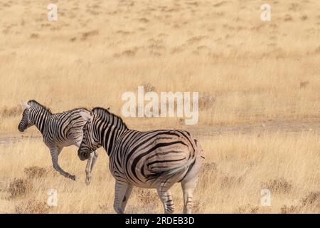 Teleaufnahmen von zwei Burchell's Plains Zebras - Equus Quagga burchelli - die auf den Ebenen des Etosha-Nationalparks in Namibia laufen. Stockfoto