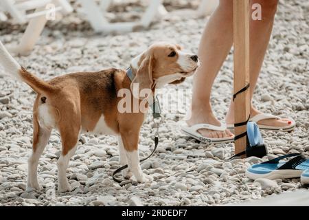 An einem sonnigen Tag ruht sich ein Ingwerhund mit weißen Flecken auf einem Kieselstrand in der Nähe des Meeres aus und wartet auf den Besitzer Stockfoto