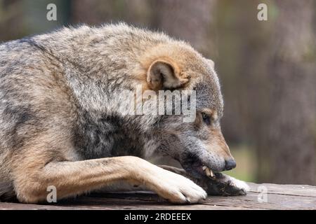 European Grey Wolf [ Canis lupus ] im Highland Wildlife Park Stockfoto