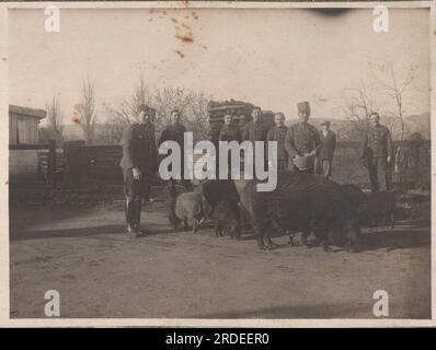 Vintage-Fotos über die Militäroffiziere des österreichisch-ungarischen Reiches sammeln die Schweine von den Bauern am 1910er. (Möglicherweise während des großen Krieges, des Ersten Weltkriegs) Stockfoto