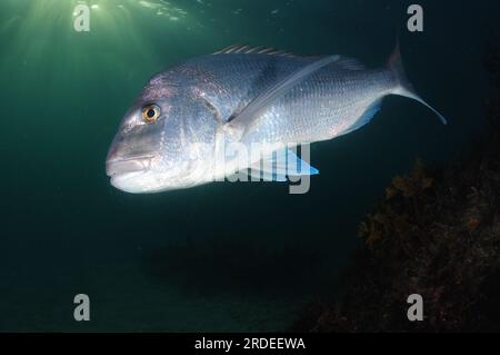 Großer australasischer Schnapper Pagrus auratus über felsigem Riff, bedeckt mit Algen im Abendlicht. Aufenthaltsort: Leigh Neuseeland Stockfoto