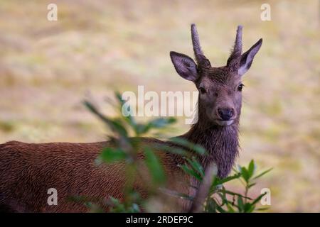 Roter Hirsch (Cervus elaphus) junger Mann, teilweise im Strauch versteckt Stockfoto
