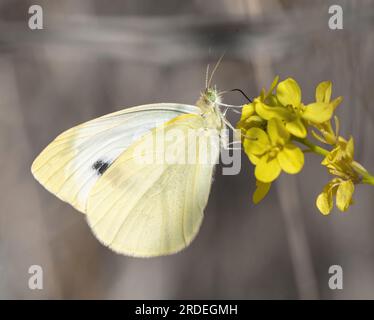 Kohlweiß frisst Senfblumen. Palo Alto Baylands, Santa Clara County, Kalifornien. Stockfoto