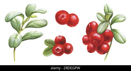 Aquarell mit süßen Beeren aus dem Wald. Beeren, Blätter und Blüten. Stockfoto