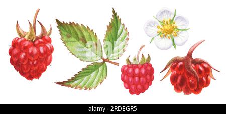Aquarell mit süßen Himbeeren aus dem Wald. Beeren, Blätter und Blüten. Perfekt für Grußkarten, Cover, Drucke, Speisekarten Stockfoto