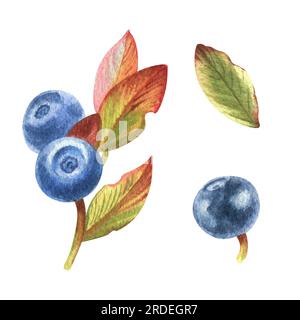 Aquarell mit Blaubeeren aus dem Wald. Beeren, Blätter und Blüten. Perfekt für Grußkarten, Cover, Drucke, Speisekarten Stockfoto