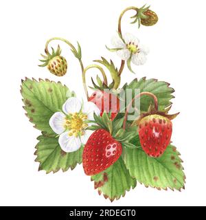 Aquarell-Illustration mit Erdbeeren aus dem Wald. Beeren, Blätter und Blüten. Perfekt für Grußkarten, Cover, Drucke, Muster, Sammelalben Stockfoto