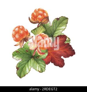 Aquarell-Illustration mit Multbeeren aus dem Wald. Beeren, Blätter und Blüten. Perfekt für Grußkarten, Cover, Drucke, Muster, Sammelalben Stockfoto