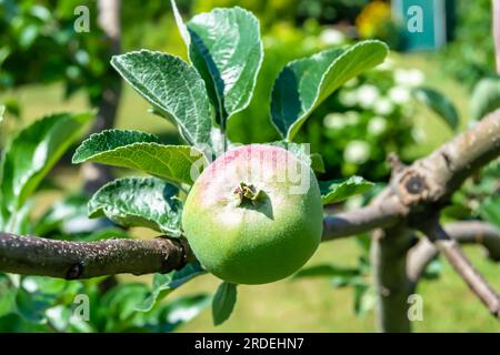 Fotografie zum Thema schöne Obstzweig Apfelbaum mit natürlichen Blättern unter sauberem Himmel, Foto bestehend aus Obstzweig Apfelbaum im Freien in ru Stockfoto