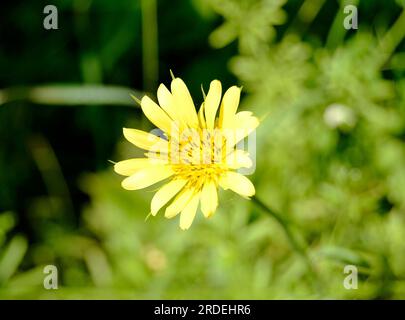 Schöne flauschige blühende Blumenkamille auf farbigem Hintergrund aus nächster Nähe. Fotografie bestehend aus flauschig blühenden Blumenkamille im Feld. Flauschig Stockfoto
