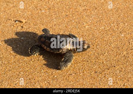 Eine Karettschildkröte (Caretta caretta) schlüpft vom Nest zum Meer. Mon Repos Beach, Queensland, Australien. Stockfoto