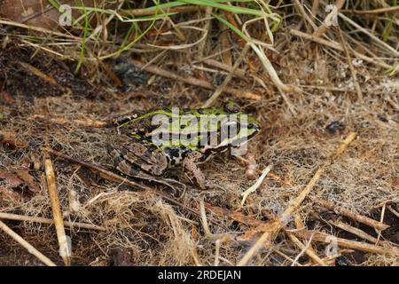 Natürliche Nahaufnahme auf dem eurasischen Sumpffrosch, Pelophylax ridibundus in getrocknetem Gras Stockfoto