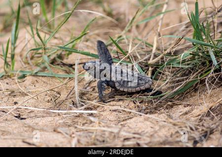 Ein Schlüpfen der Karetta (Loggerhead Turtle), der sich von der Vegetation abmüht, da er sich nach dem Auftauchen aus einem Nest im Meer bis zum Meer hinabsetzt Stockfoto