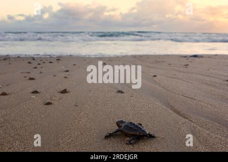 Ein Schlüpfen der Karetta-Schildkröte (Loggerhead Turtle), der sich auf dem Weg zum Meer befindet. Mon Repos Beach Queensland Australien. Stockfoto
