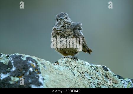 Weibliche Rufusschwanzfelsen in seinem Brutgebiet in einem Hochgebirge mit dem ersten Morgengrauen an einem Frühlingstag Stockfoto