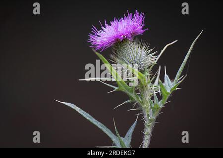 Nahaufnahme einer Cirsium vulgare, auch bekannt als Speerdistel, gewöhnliche Distel oder Bullendistel, wird vor einem dunklen Hintergrund aufgenommen Stockfoto