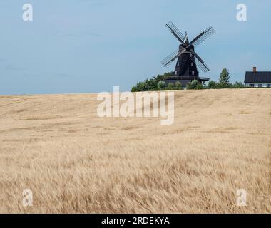 Gerstenfeld vor einem alten Windmühlen-Holländer in Oevraby, Tomelilla, Scania, Schweden, Skandinavien Stockfoto