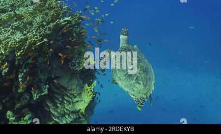 Draufsicht auf die Hawksbill Meeresschildkröte (Eretmochelys imbricata) oder Bissa schwimmt über dem Korallenriff mit bunten tropischen Fischen, die um das Rote Meer schwimmen Stockfoto