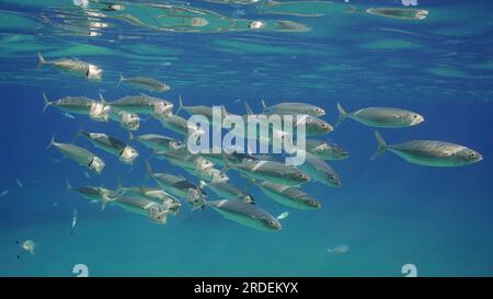 Gruppe von Makrelen mit offenem Maul schwimmen unter der Oberfläche in blauem Wasser. Stiefel indischer Makrele (Rastrelliger Kanagurta) Schwimmen mit offenem Mundstock Stockfoto