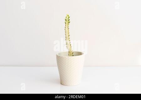 Euphorbia lactea White Ghost ist ein markantes Sukkulent mit fast weißen Stämmen, die nicht das Chlorophyll-tragende Gewebe besitzen, das für die Bildung grüner Stämme erforderlich ist Stockfoto