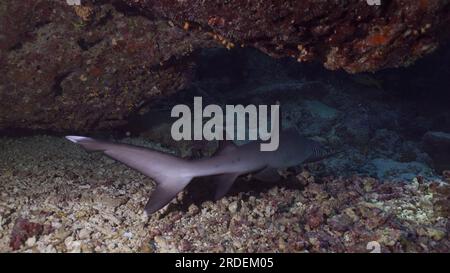 Der Hai schwimmt in der Höhle. Nahaufnahme des Whitetip Reef Shark (Triaenodon obesus) schwimmt über dem Meeresboden in einer Unterwasserkorallenhöhle, rotes Meer, Ägypten Stockfoto