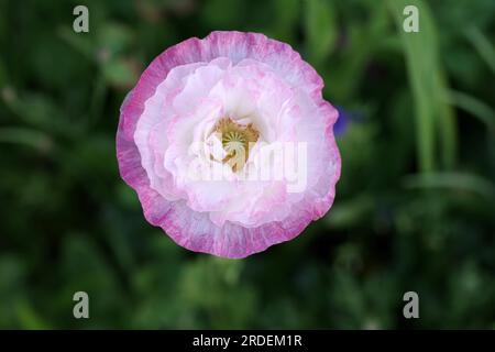 Nahaufnahme, Mohnblüten (Papaver Rhoeas), Pink, Weiß, Blume, hübsch, Deutschland, Nahaufnahme einer einzelnen rosa-weißen Mohnblume Stockfoto