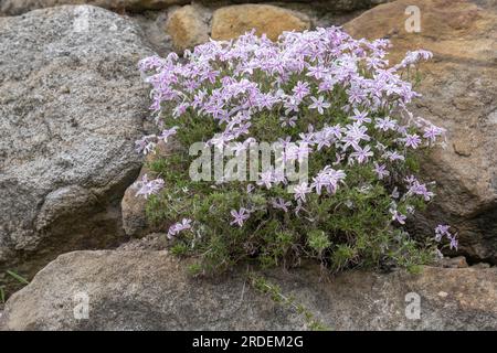 Creeping Phlox (Phlox subulata), Phlox subulata 'Candy Stripes, Nordrhein-Westfalen, Deutschland Stockfoto