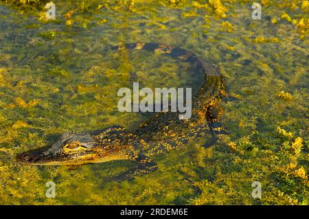 Junger amerikanischer Alligator (Alligator mississippiensis) in einer Sumpflandschaft im Everglades-Nationalpark, Florida, USA Stockfoto
