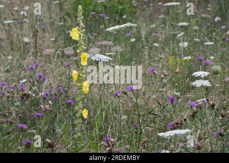 Wildblumenwiesen mit kleinblütigem Mullein (Verbascum thapsus), Emsland, Niedersachsen, Deutschland, Europa Stockfoto