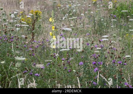 Wildblumenwiesen mit kleinblütigem Mullein (Verbascum thapsus), Emsland, Niedersachsen, Deutschland, Europa Stockfoto