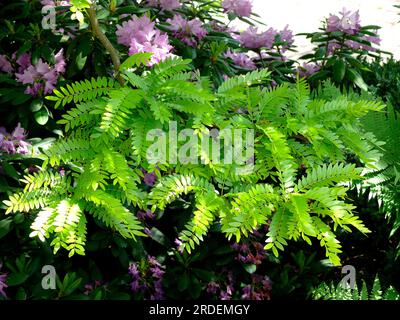 Gelbe Gleditia, HonigJohannisbrot (Gleditsia), Baum, HonigJohannisbrot (Gleditsia triacanthos), Lederpadbaum, falscher Christus Thorn Stockfoto