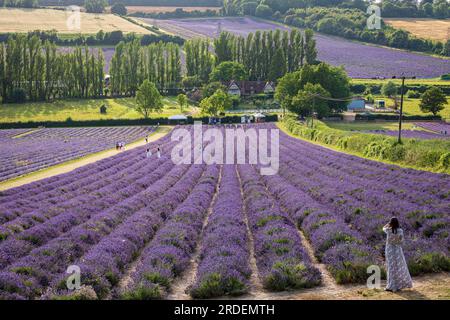 Lavendelfelder der Burgfarm in den idyllischen Kent Downs in der Nähe von Shoreham, Südostengland Stockfoto