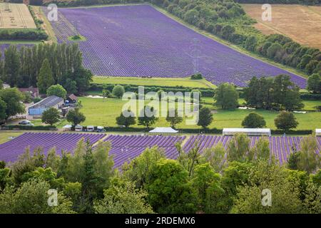 Lavendelfelder der Burgfarm in den idyllischen Kent Downs in der Nähe von Shoreham, Südostengland Stockfoto