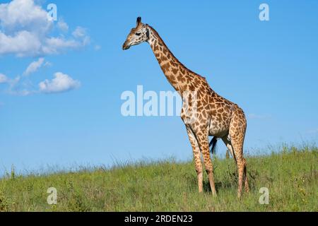 Masai-Giraffe (Giraffa tippelskirchi), Stier, Serengeti-Nationalpark, Tansania Stockfoto