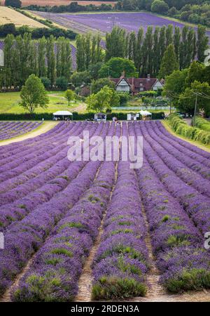 Lavendelfelder der Burgfarm in den idyllischen Kent Downs in der Nähe von Shoreham, Südostengland Stockfoto