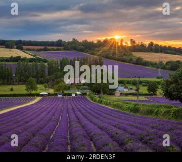 Lavendelfelder der Burgfarm in den idyllischen Kent Downs in der Nähe von Shoreham, Südostengland Stockfoto