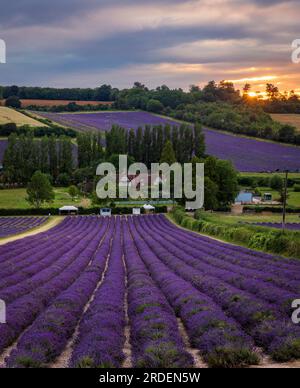 Lavendelfelder der Burgfarm in den idyllischen Kent Downs in der Nähe von Shoreham, Südostengland Stockfoto