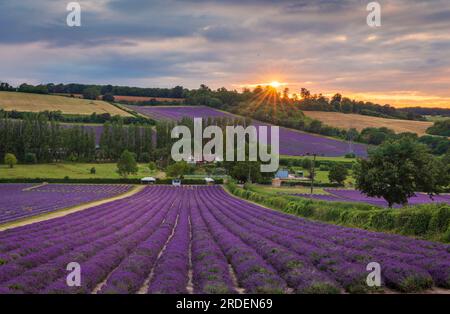 Lavendelfelder der Burgfarm in den idyllischen Kent Downs in der Nähe von Shoreham, Südostengland Stockfoto