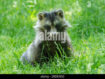 Marderhund (Nyctereutes procyonoides) auf einer Wiese, Gefangenschaft, Hessen, Deutschland Stockfoto